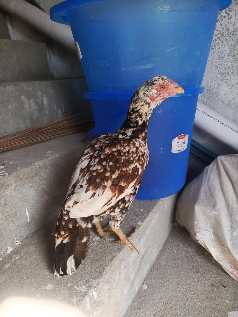 Hen for sale at good price — photo 2