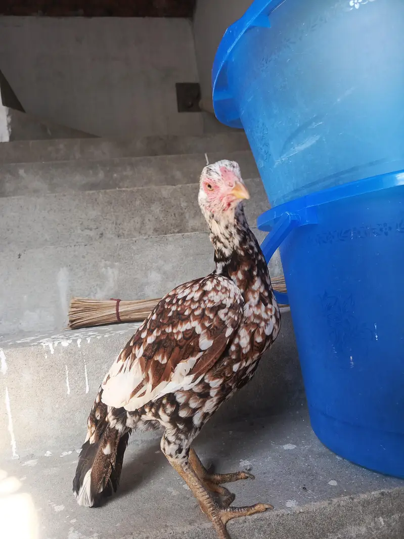 Hen for sale at good price — photo 3