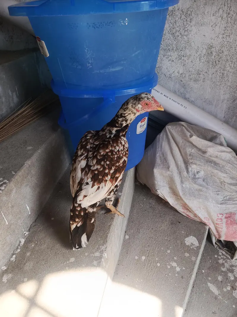 Hen for sale at good price — photo 4