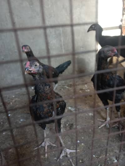 Aseel chicks