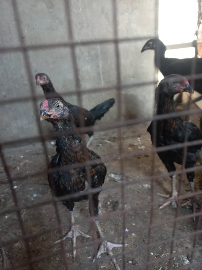 Aseel chicks 0