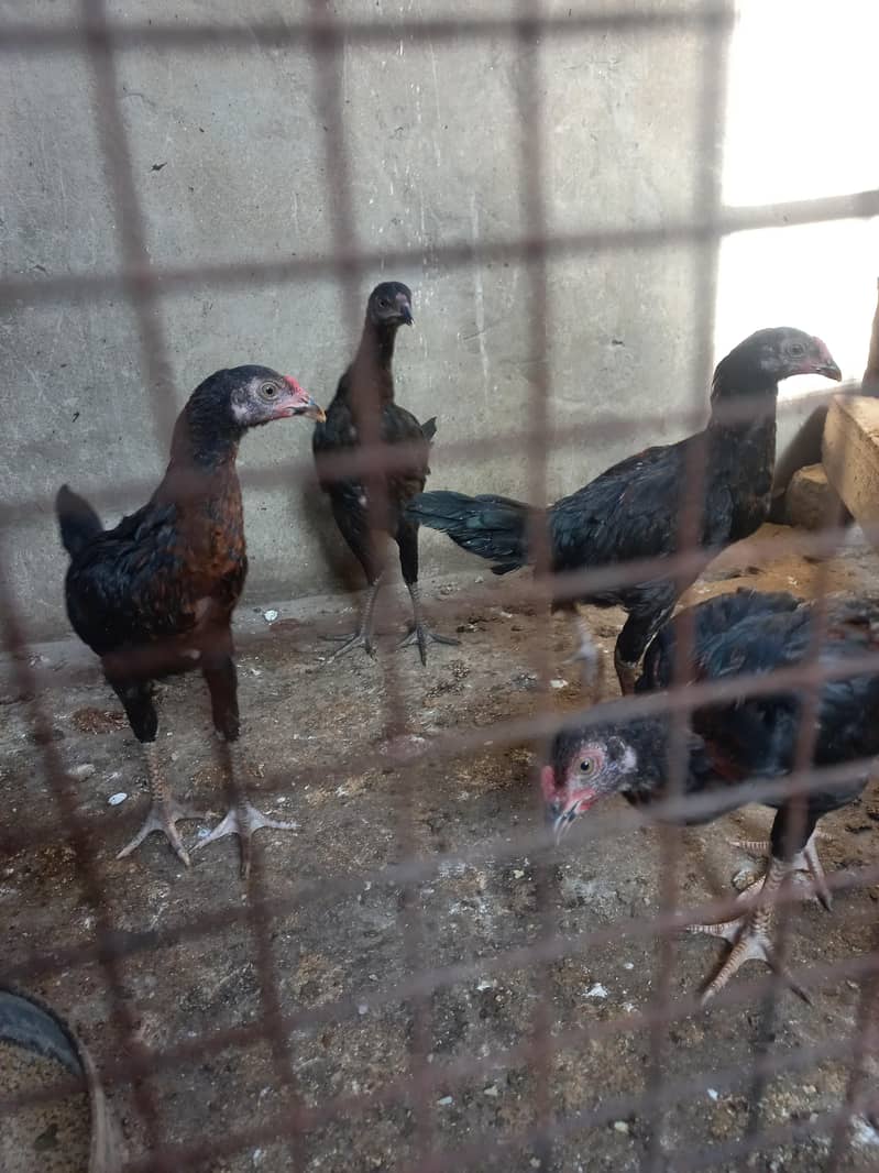 Aseel chicks 1