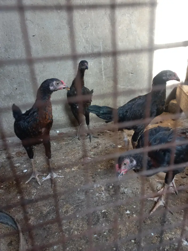 Aseel chicks — photo 2