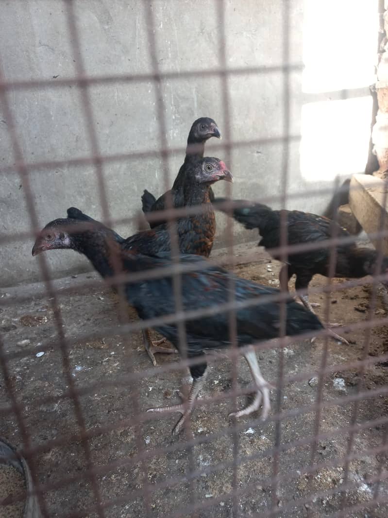 Aseel chicks 2