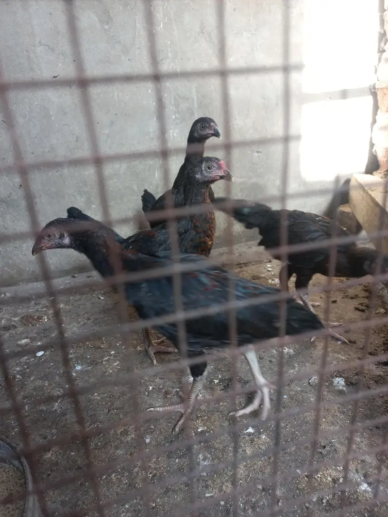 Aseel chicks — photo 3