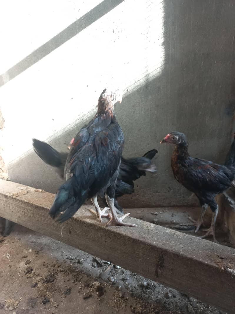 Aseel chicks 3