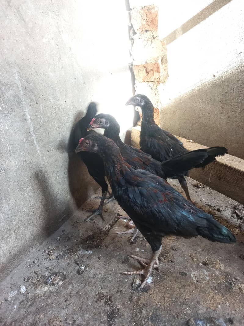 Aseel chicks 5