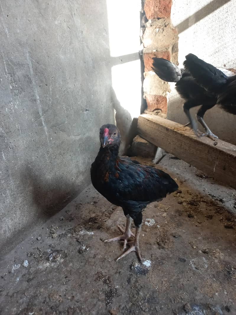 Aseel chicks 6
