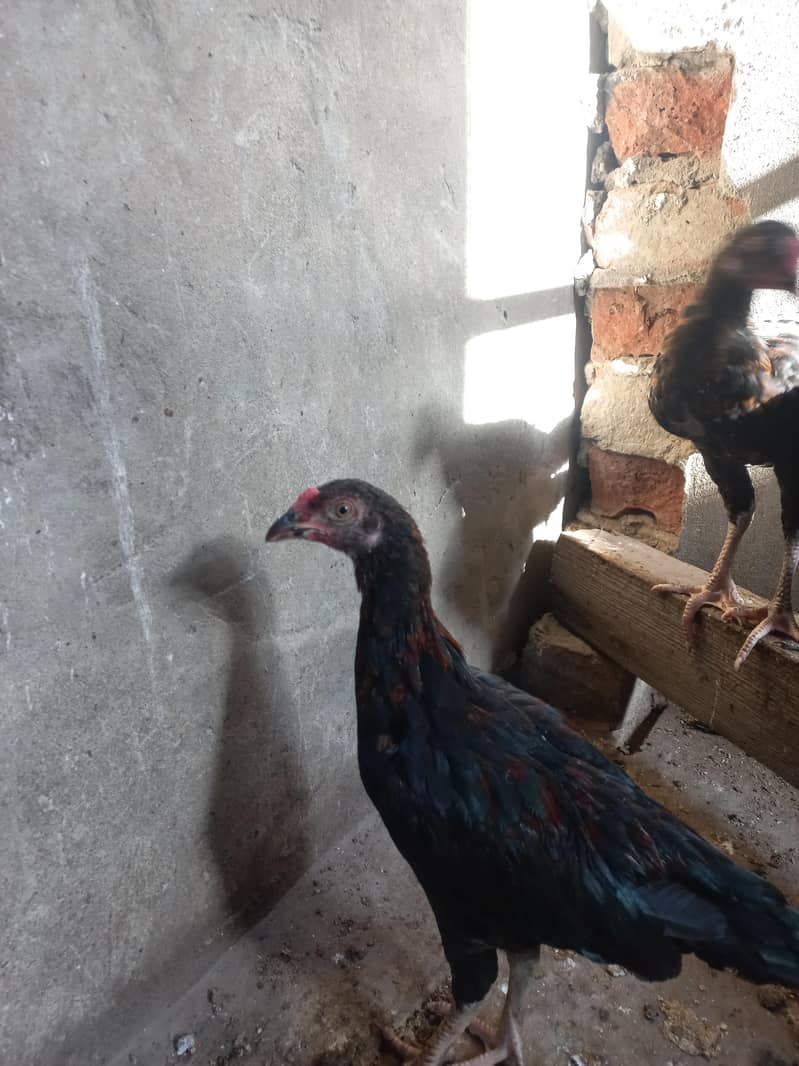 Aseel chicks 7