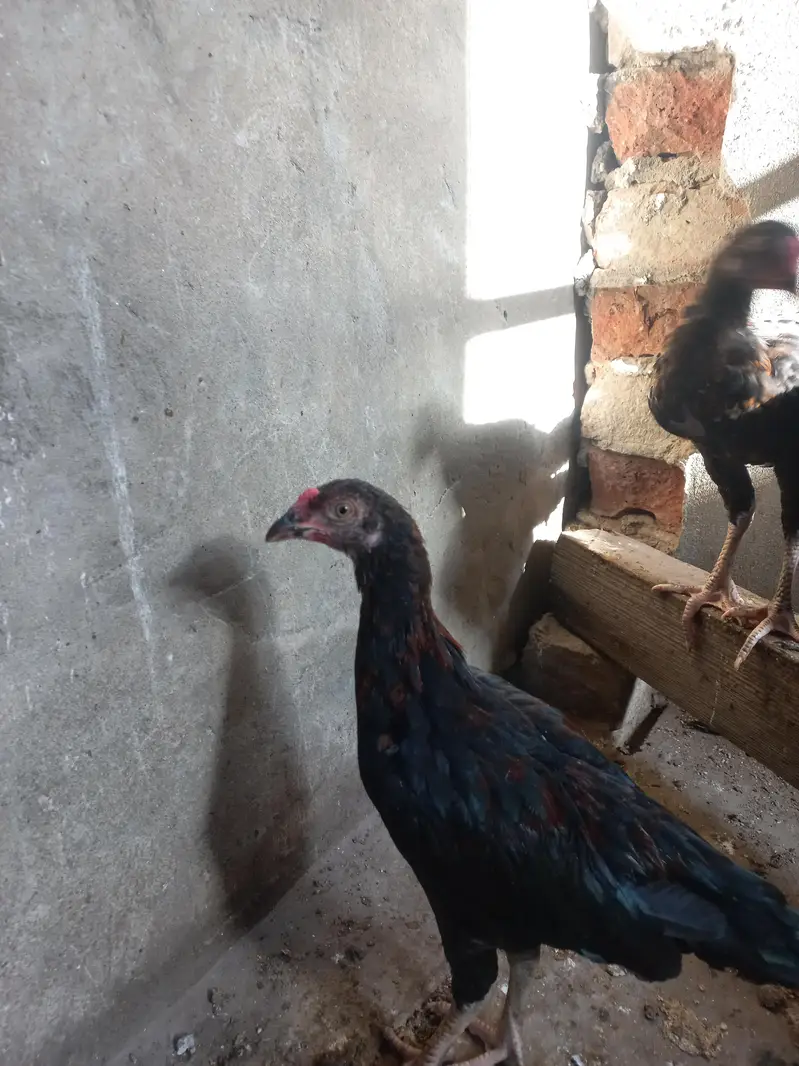 Aseel chicks — photo 8
