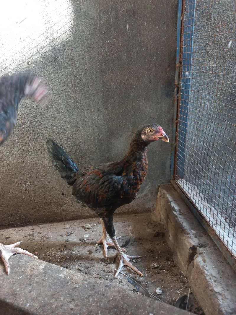 Aseel chicks 8