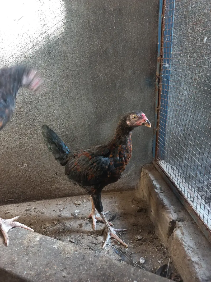 Aseel chicks — photo 9