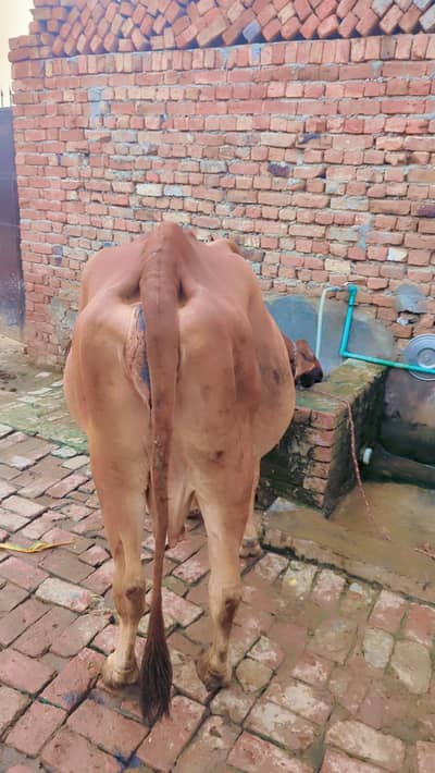 cow for sale