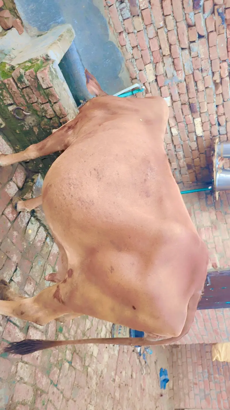 cow for sale — photo 2