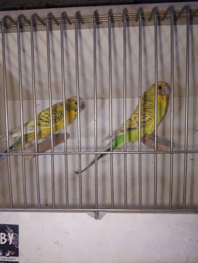 lemon tcb breeder pair available for sale