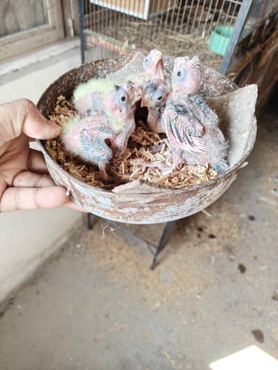 Cocktail Chicks Available for Sale