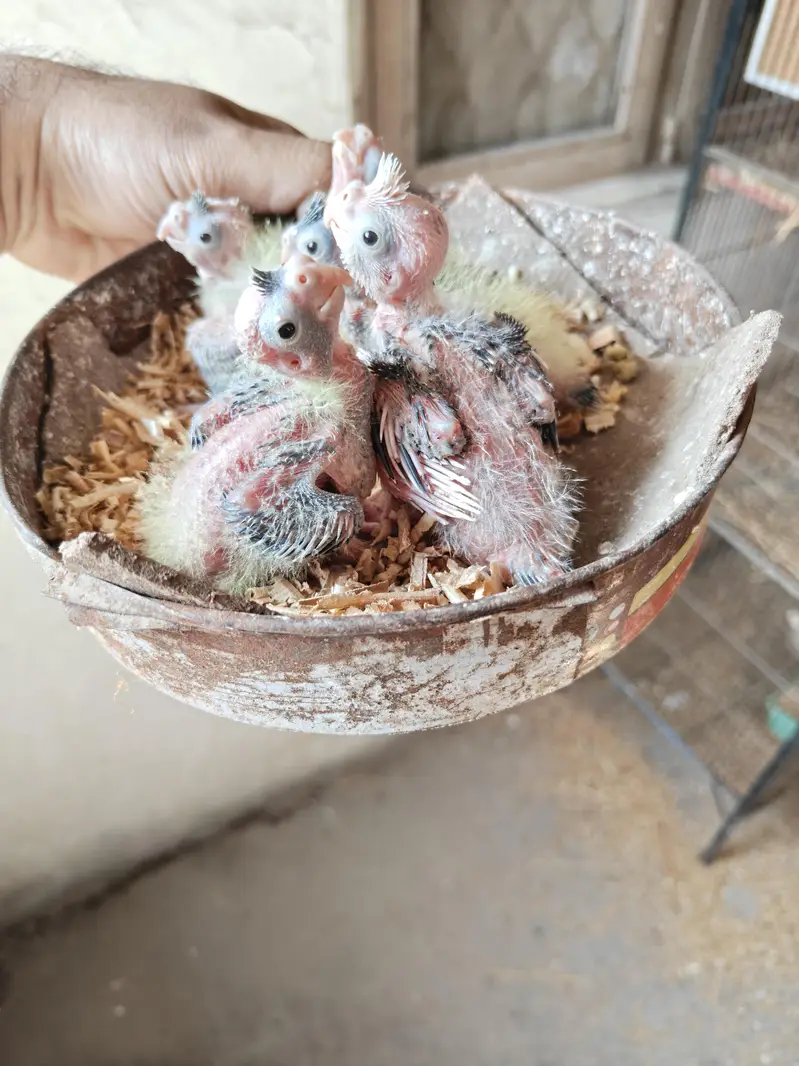 Cocktail Chicks Available for Sale — photo 2