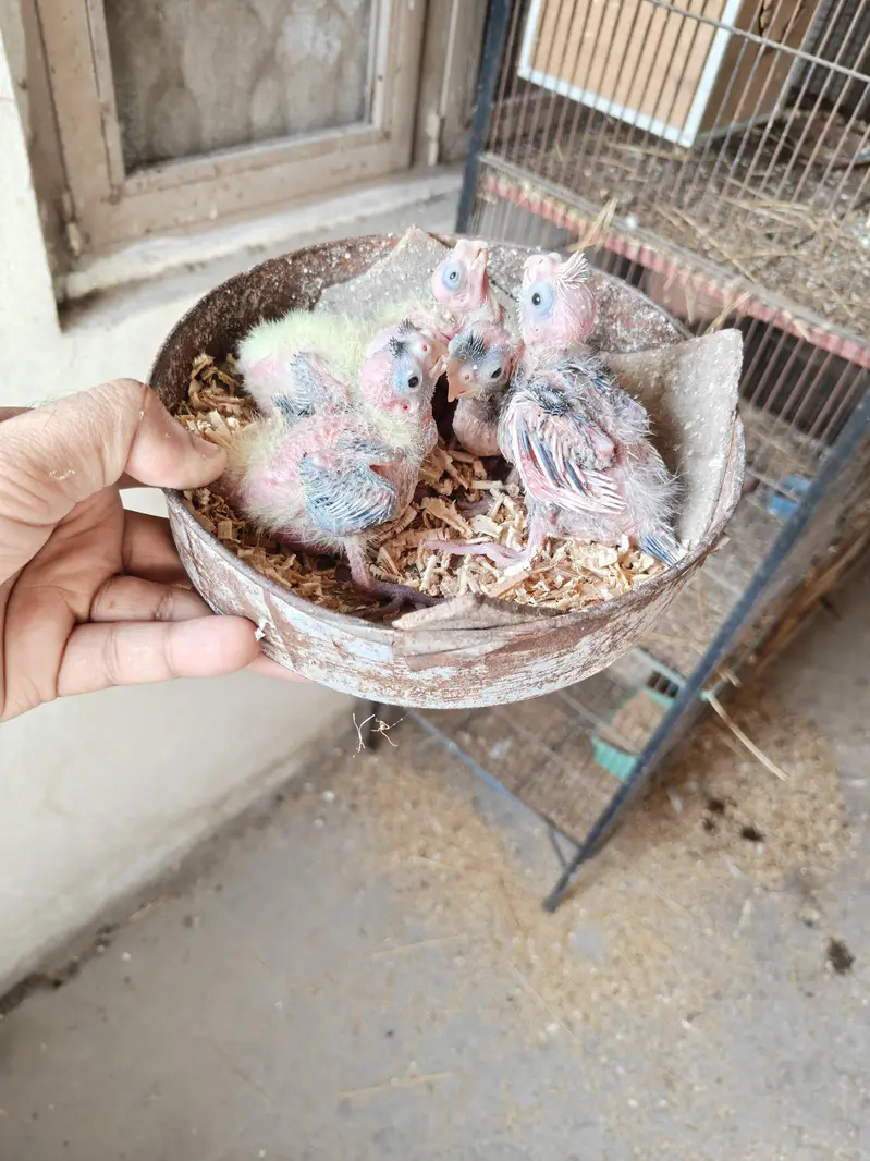 Cocktail Chicks Available for Sale — photo 3