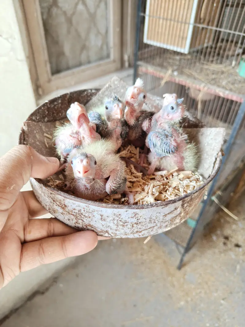 Cocktail Chicks Available for Sale — photo 4
