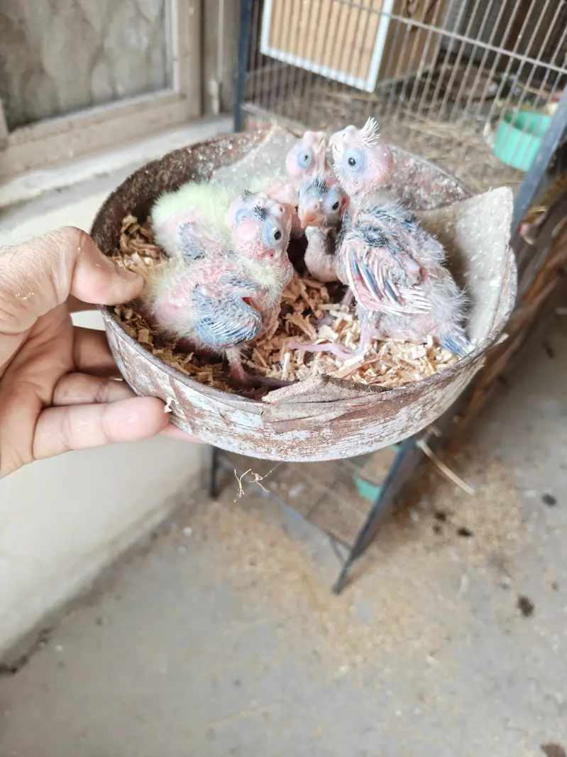 Cocktail Chicks Available for Sale — photo 6