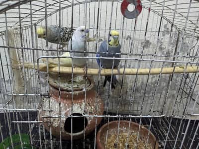 Badge Parrots with cage
