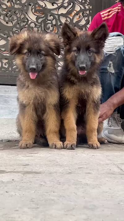 German Shepherd pair | long coat puppy | German Shepherd puppy