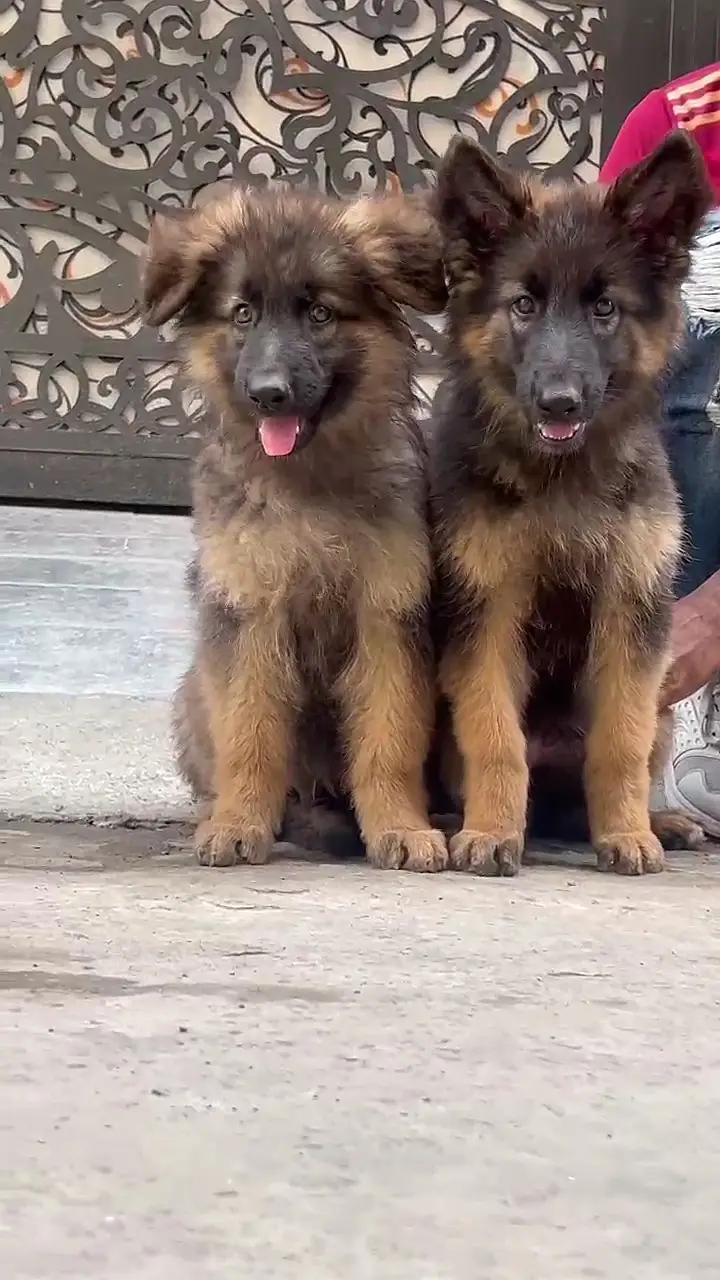 German Shepherd pair | long coat puppy | German Shepherd puppy — photo 2