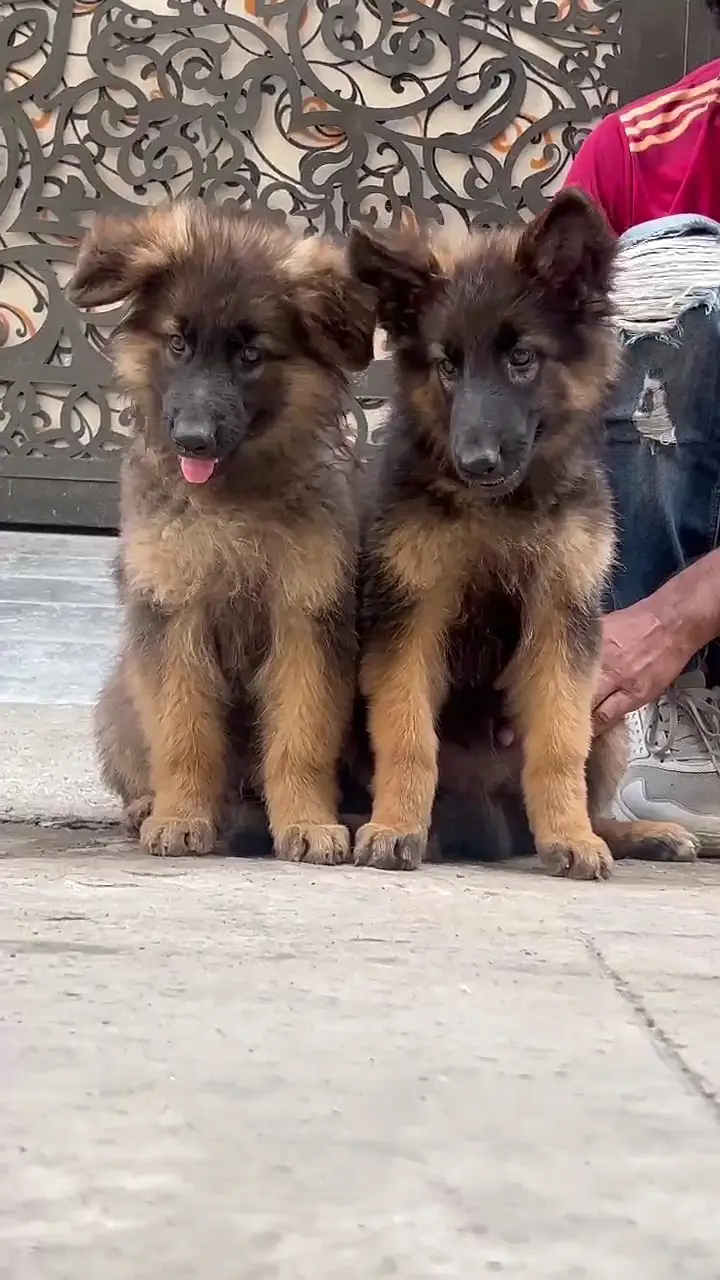German Shepherd pair | long coat puppy | German Shepherd puppy — photo 3
