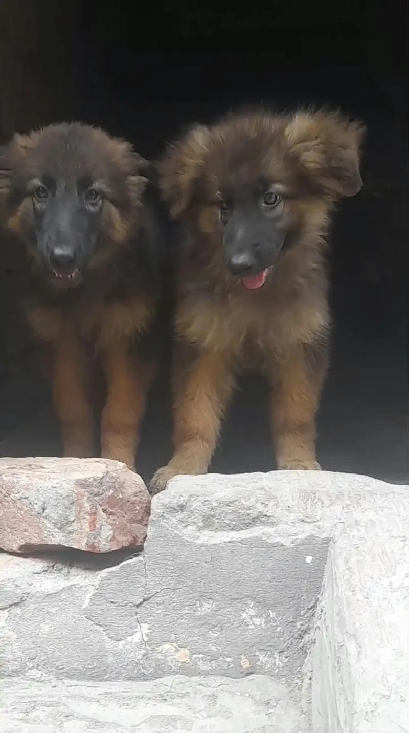 German Shepherd pair | long coat puppy | German Shepherd puppy — photo 4