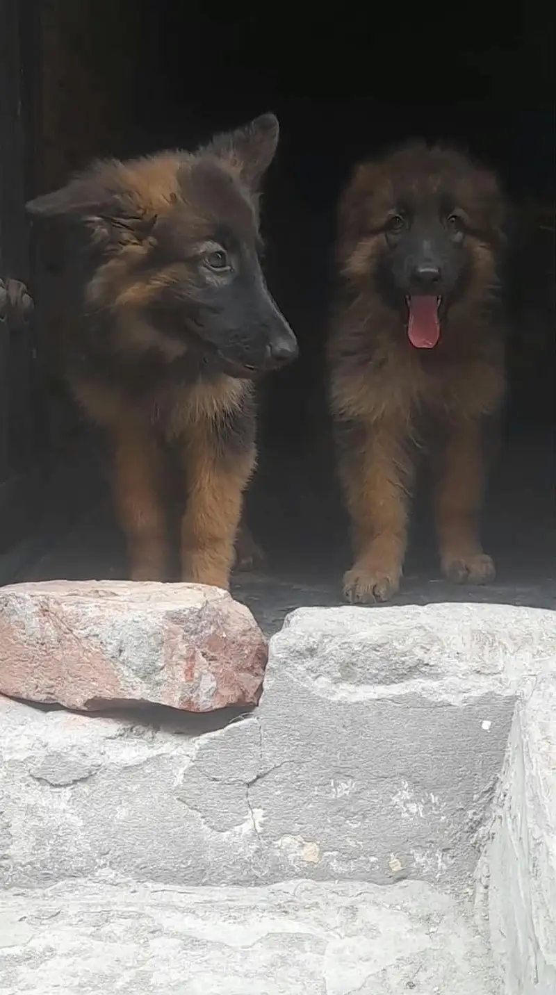 German Shepherd pair | long coat puppy | German Shepherd puppy — photo 5