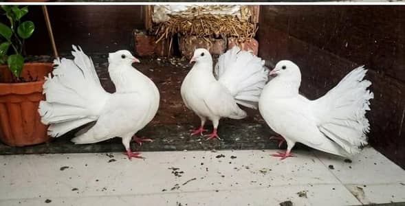 2 Male 1 female luky exchange possible