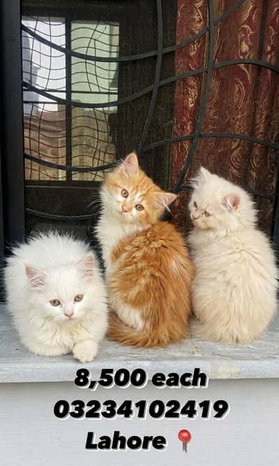 Persian kitten 3 month