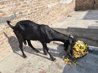Pure Desi Black Color Long Ear