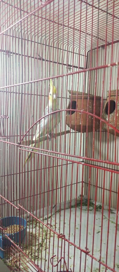 cocktail male for sale