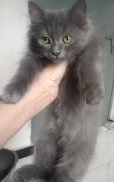 beautiful kitten