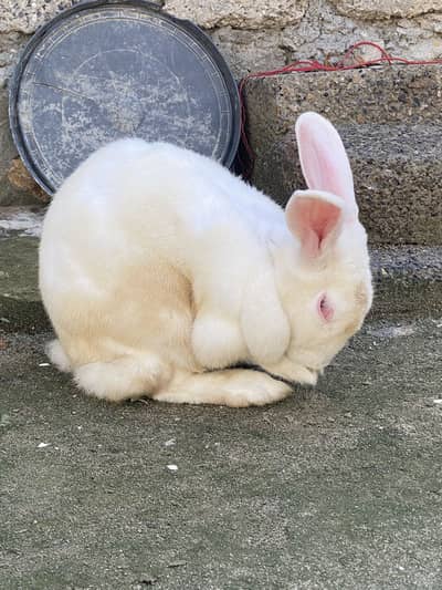 Rabbit for sale