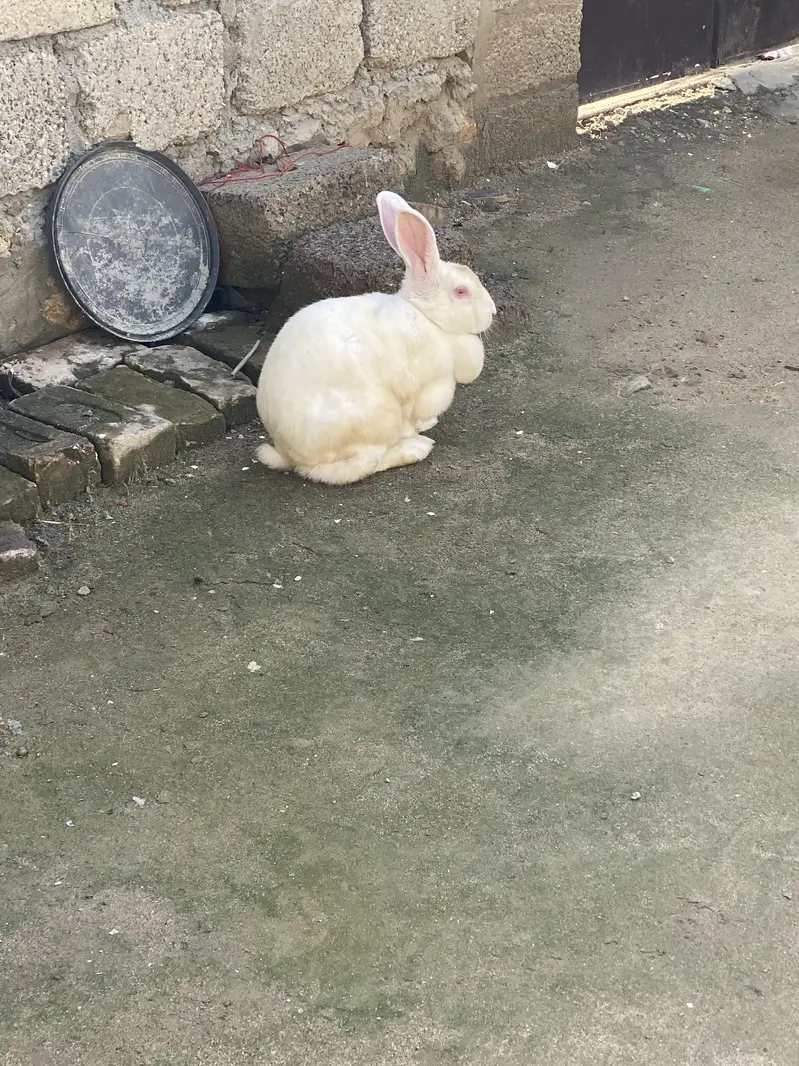 Rabbit for sale — photo 2