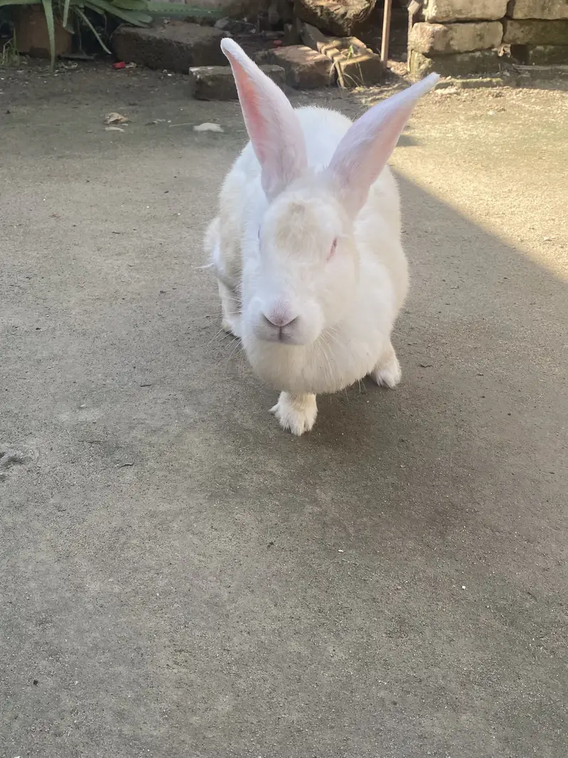 Rabbit for sale — photo 3