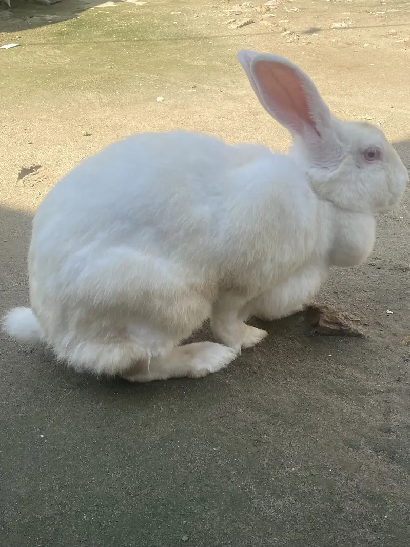 Rabbit for sale — photo 4