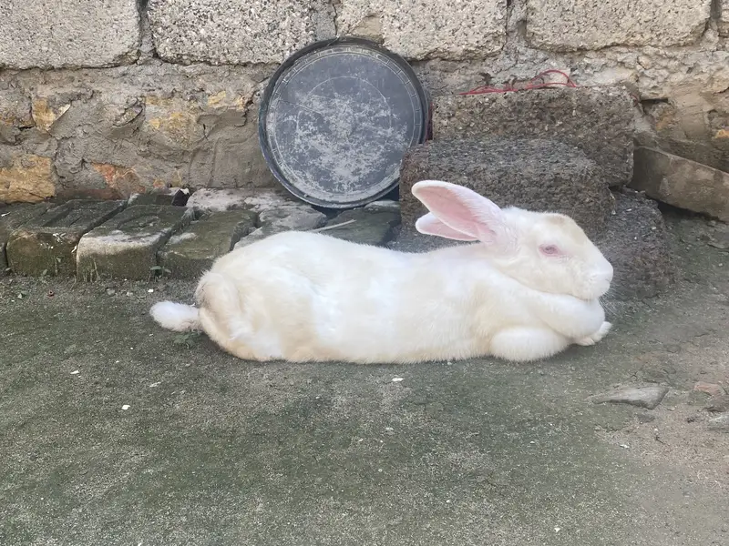 Rabbit for sale — photo 5