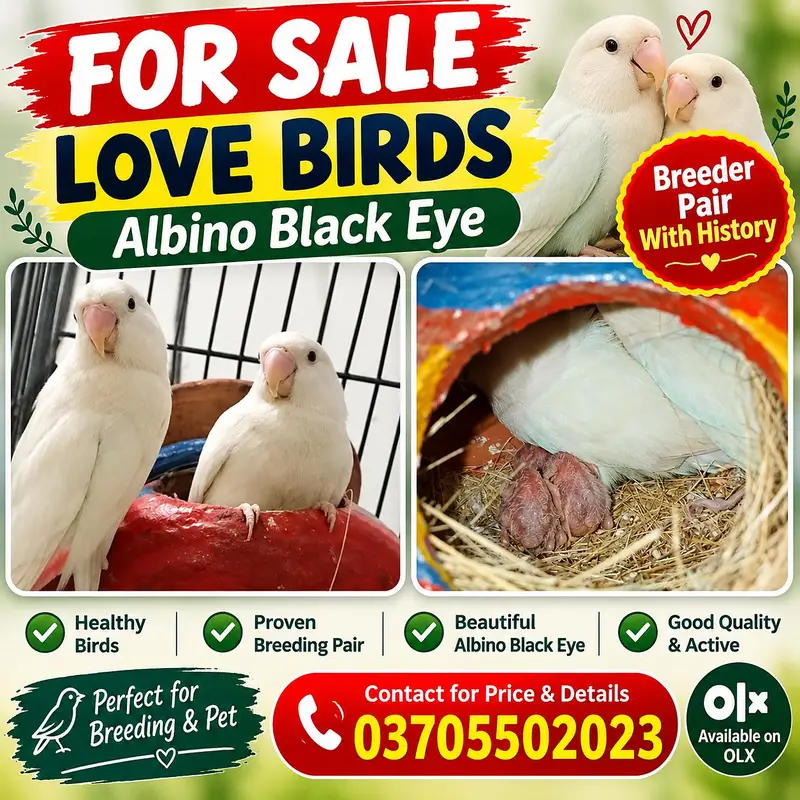 love birds albino black eye Breeder pair with history. — photo 2
