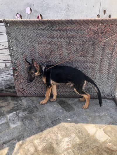 German shepherd