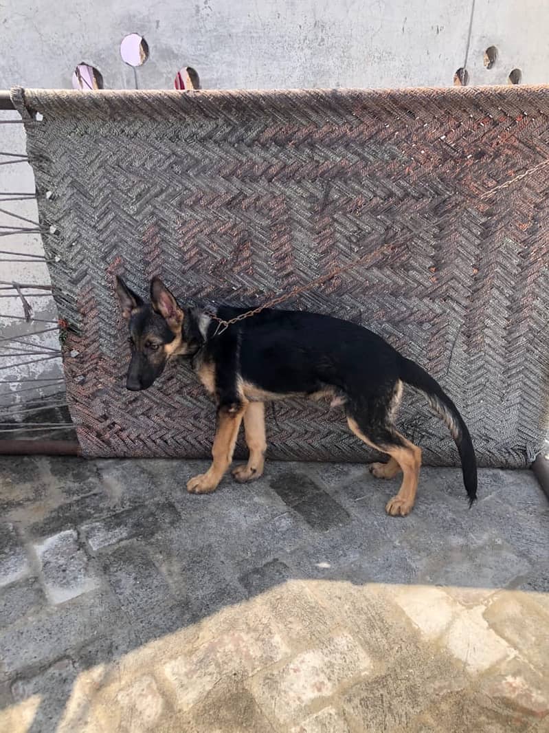 German shepherd 0