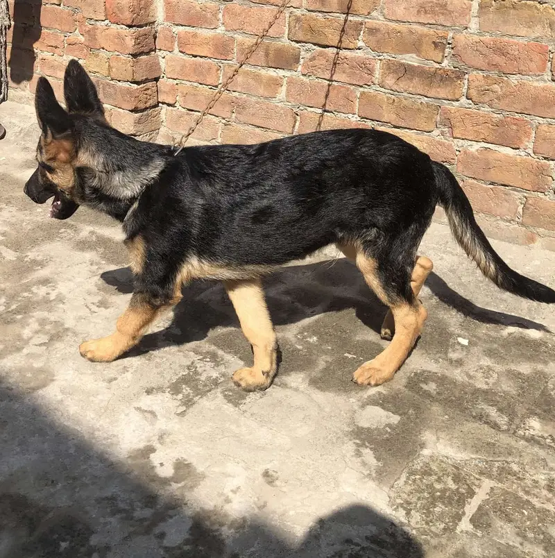 German shepherd — photo 2