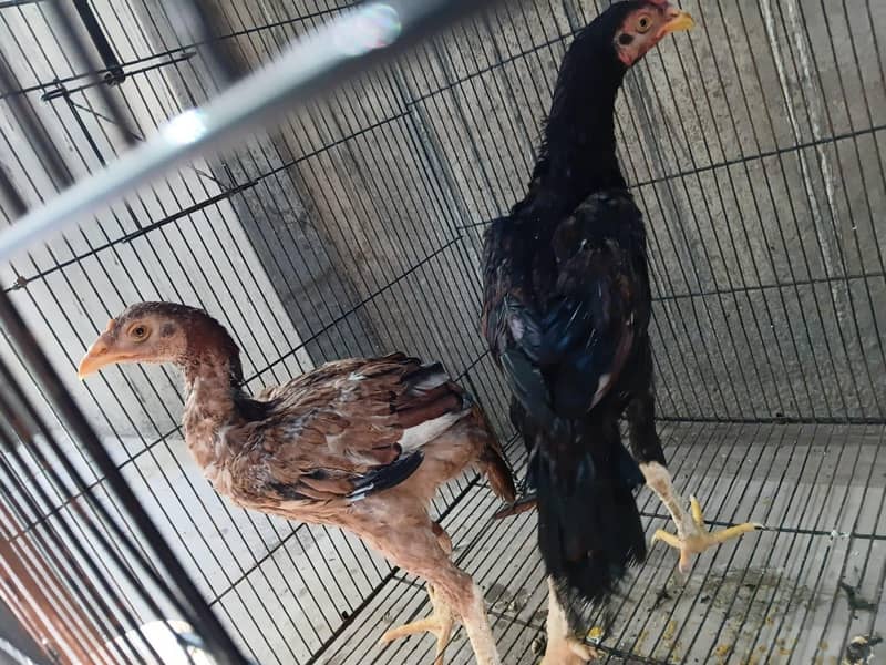 aseel chick pair 0