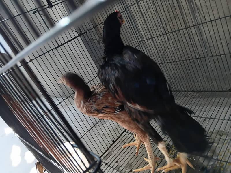 aseel chick pair 1