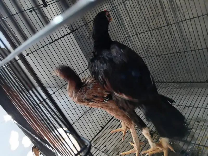 aseel chick pair — photo 2