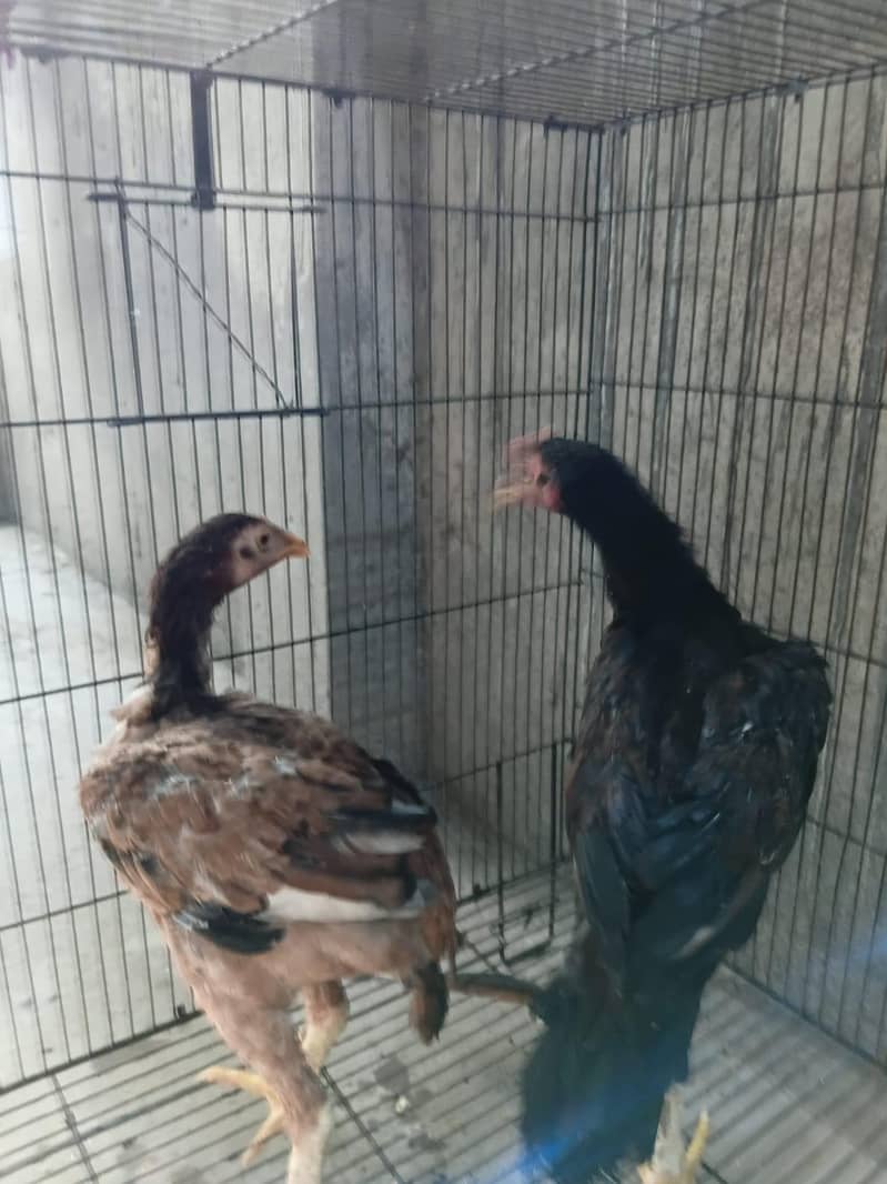 aseel chick pair 2