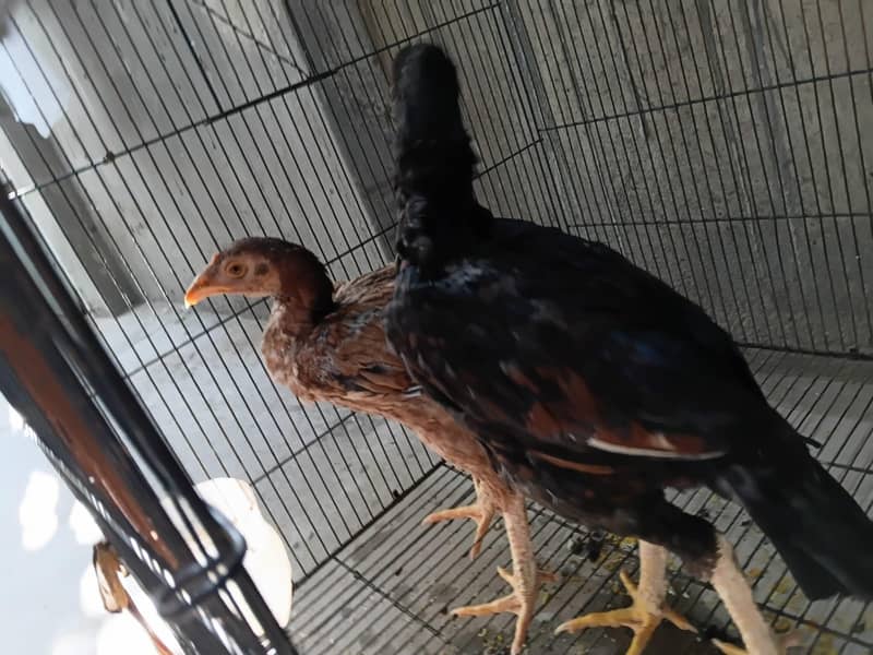 aseel chick pair 3