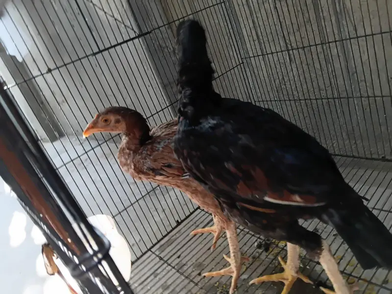 aseel chick pair — photo 4